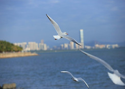 2019上半年中国与新西兰进出口额为93.5亿美元